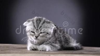 苏格兰小猫咪躺在床上舔爪子。黑色背景。慢动作